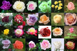 20 CLASSIC STYLE ROSE SEEDS home garden flower plant bush diy Rosas hybrid tea - Picture 1 of 42