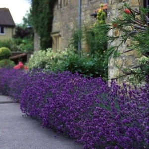 LAVENDER MUNSTEAD 50seeds Dwarf 40cm Hardy Medicinal Borders Bees * FREE POST - Picture 1 of 4
