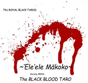 ~‘Ele‘ele Mākoko~ BLOOD TARO UH#43 edible Colocasia REAL HAWAIIAN live sml Plant - Picture 1 of 6