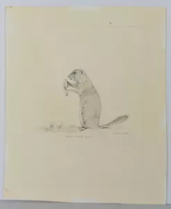 Vintage Bleistift Zeichnung Skizze Arktisches Boden Eichhörnchen Candace McCall Americana II - Bild 1 von 4