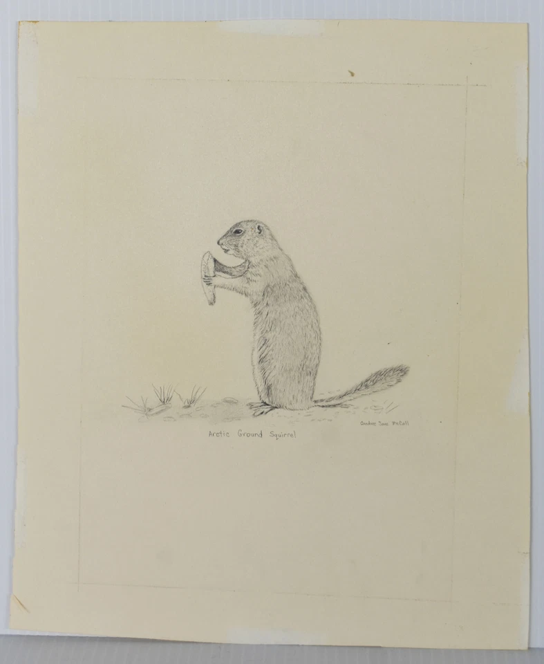 Boceto de dibujo a lápiz de colección Ardilla terrestre ártica Candace McCall Americana II Foto 1 de 4