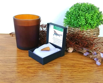 100% Genuine Mosasaur Tooth Fossil Dinosaur Morocco 20mm in Presentation Box - Image 1 of 4