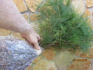 NORTH GEORGIA MOUNTAIN QTY-30-GROWN-WHITE-PINE-6-8-INCH-STARTER-TREE-SEEDLING - Picture 1 of 11