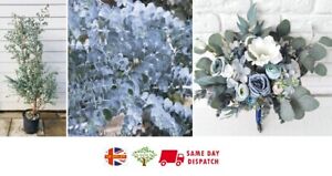 Eucalyptus Gunnii (Cider Gum) | 15 seeds | RARE | Same Day Dispatch