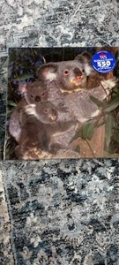 Waddington Sanders Koala Puzzles 550 Piece New - Picture 1 of 4