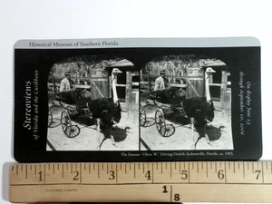Stereoview of Oliver W. Driving Ostrich Jacksonville Florida ca 2006 Black & Whi - Picture 1 of 2