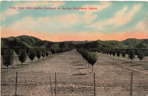 IDAHO APPLE ORCHARD PROMOCIÓN DE VENTAS OWYHEE ORCHARDS BOISE ID 1912 POSTAL 61824 - Imagen 1 de 2
