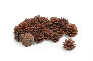 250 g Pigne Decorazione 4 cm Artigianale Avvento Decorazione Coni - Foto 1 di 12