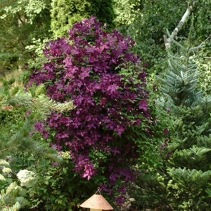 Clematis 'Niobe'. 9cm Plant x 2. Maroon, purple red flowers. Climbing perennial - Picture 1 of 4
