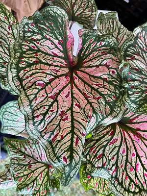 Blue Buddha Farm: 'Spicy Lizard' Caladium – Exotic Foliage with a Twist (2 - Image 1 of 4