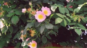 Wildrose - Hundsrose -  Rosa canina 60 - 100 cm im 3 Liter Container - Bild 1 von 2