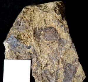 Oldest know vascular fossil land plant silurian Cooksonia with big sporangium - Picture 1 of 9