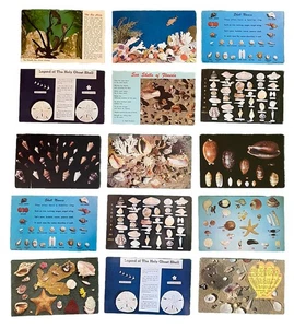 Collection of 30 Vintage Postcards ft. Sea Shells, Sand Dollars, & Seahorses - Picture 1 of 4