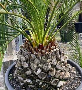 Macrozamia mountperriensis - - NO encephalartos hirsutus - Bild 1 von 8
