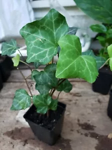 Potted common English Ivy Hedera helix Live Plant 2.5" Pot - Picture 1 of 7
