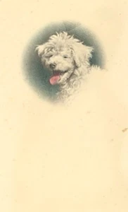 France Dog Portrait Study Poodle Old Photo 1930 - Picture 1 of 3