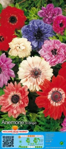 @ (◕‿◕)\\@ Anemone gefüllt  St Brigid Prachtmischung Liefertermin - Bild 1 von 1