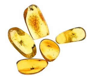 Konvolut 5 Stück baltischer Bernstein, alle mit schönen fossilen Insekteneinschlüssen - Bild 1 von 6