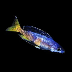 Cyprichromis Microlepidotus Kitumba Tanganyika Cichlid 4cm - Picture 1 of 5