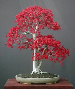 30 graines de acer palmatum , japanese maple, graines bonsaï F - Imagen 1 de 1