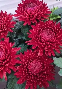 0079A Riesen Chrysanthemum rot 5 Samen red Chrysantheme - Bild 1 von 1