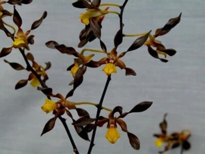 SPECIES ORCHID Dendrobium johannis APQ # 054026 - Picture 1 of 4