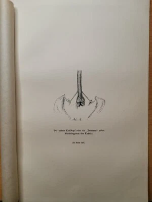 1882 Antik Kupferstich Holzstich Lithographie Grafik Gravur Tiere Vögel Vintage  - Bild 1 von 4