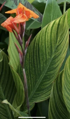 Canna PRETORIA БЕНГАЛЬСКИЙ ТИГР (лот из 5) корневище луковица оранжевый цветок пестрый - Изображение 1 из 4