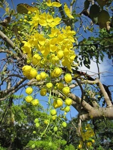 Árbol de ducha dorado - Imagen 1 de 3