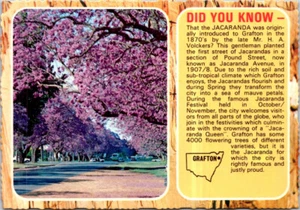 (597) 8-3-25 - Australia - NSW - Grafton (Jacaranda trees) - Picture 1 of 2