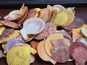 80+ PCS COLORFUL PECTIN NOBILIS SCALLOP CLAM SHELL CRAFTING HOME DECOR - Picture 1 of 5