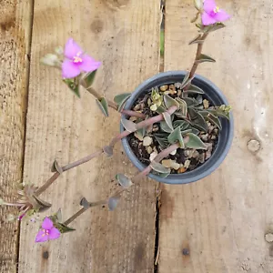 Tradescantia navicularis - Picture 1 of 3