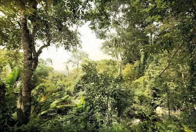 Fotomural Bosque PAPEL PINTADO 368x248 cm Verde Dormitorio y Salón Foto 1 de 4