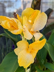 SEED-Canna You Grow Your Own CANNA Lily from Seed?- Yes You CAN - Bild 1 von 19