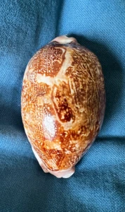 Cypraea mappa ultraviola - Picture 1 of 5