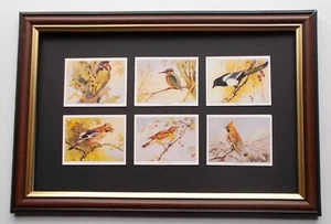 BIRDS OF BRITAIN CARDS FRAMED - Picture 1 of 1
