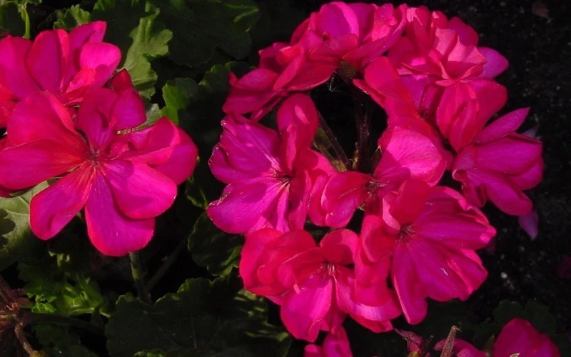 35 GERANIUM PATRIOT CHERRY ROSE Live Plants Plugs Garden Annuals DIY 216 S2 - Image 1 of 1