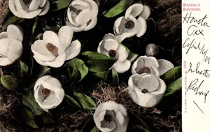 Postal flores de magnolia - Imagen 1 de 2