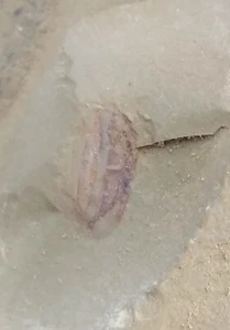 Cambrian fossil Naraoia spinosa neg,teaching,cool. No.b43 - Bild 1 von 2