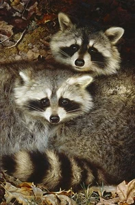 Carl Brenders Yin and Yang - Raccoons - Picture 1 of 1