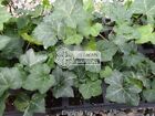 25 English Ivy Plants - Hedera helix - Groundcover - Vine - 25 Live Plants
