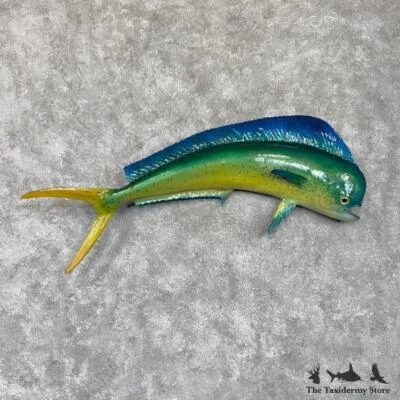 #30159 EL | 44" Mahi Mahi Taxidermia Suporte para Peixe de Água Salgada À Venda - Golfinho... - Imagem 1 de 4