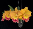 Orchid Orchidee Cattleya (Rlc.) Nonthaburi Fortune Asian Harmony (43 L)