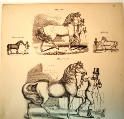 Vintage Antique Horse Print Equestrian Dressage - Image 1 of 4