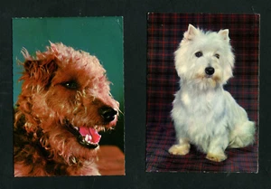 Dos PK Perros Lote 8 (EB12) - Imagen 1 de 1