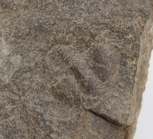 Trilobit, Whittardolithus inopinatus, Ordovizium, Llanvirn, Shropshire, UK -i688 - Picture 1 of 5