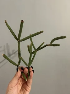 Rhipsalis Floccosa sub Pulvingera | Jungle Cactus | Unrooted Cuttings - Picture 1 of 13