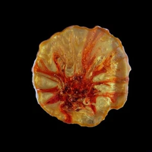 Gold, Fire Red Cell Phone Pop-up Grip Irregular Resin - Photo 1 sur 2