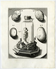 Antique Print-KIDNEY STONE-GALL-UNBORN MANATEE-SEA UNICORN-Ruysch-Huyberts-1744