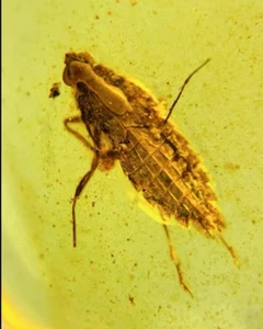 Burmese fossil burmite Cretaceous amber Cicada insect fossil amber Myanmar - Picture 1 of 4
